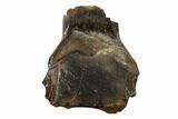 Fossil Nodosaur Tooth - Judith River Formation, Montana #144843-1